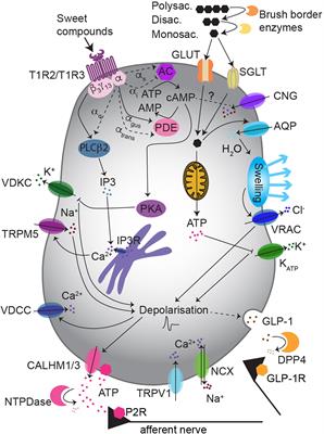 Sweet Taste Is Complex: Signaling Cascades and Circuits Involved in Sweet Sensation